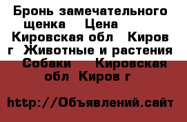 Бронь замечательного щенка  › Цена ­ 500 - Кировская обл., Киров г. Животные и растения » Собаки   . Кировская обл.,Киров г.